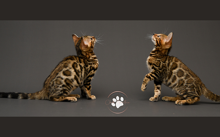 Bengal kitten for sale in dfw